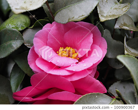Camellia flower wet in the rain 100900367