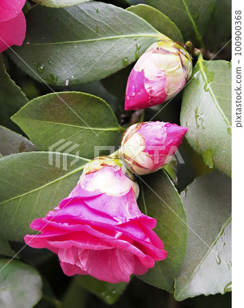 Camellia flower wet in the rain 100900368