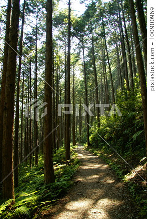 Kumano Kodo/Revival Forest 100900969