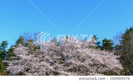 Cherry blossoms, Somei Yoshino, blue sky and cherry blossoms, beautiful cherry blossoms in full bloom, spring season, natural scenery, background material, Cherry blossoms, Somei Yoshino, blue sky and cherry blossoms, beautiful cherry blossoms in full bloom, spring season, natural scenery, background material, 100900976