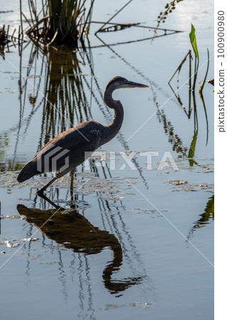 Backlit Great Blue Heron - Ardea herodias - reflected in calm water. 100900980