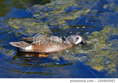Male Blue-winged Teal - Anas discors - foraging in shallow water in Florida. 100900981
