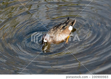Male Blue-winged Teal - Anas discors - foraging in shallow water in Florida. 100900983