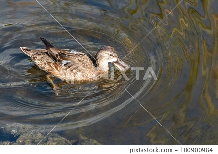 Female Blue-winged Teal - Anas discors - foraging in shallow water in Florida. 100900984