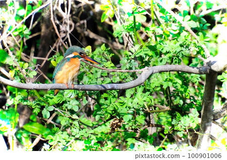 Kingfisher called flying jewel 100901006