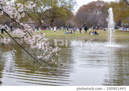 東京澀谷區代代木公園裡盛開的櫻花 東京澀谷區代代木公園裡盛開的櫻花 100901441