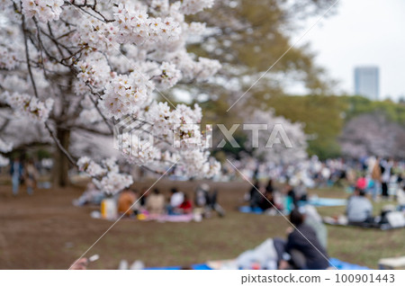 東京澀谷區代代木公園裡盛開的櫻花 東京澀谷區代代木公園裡盛開的櫻花 100901443