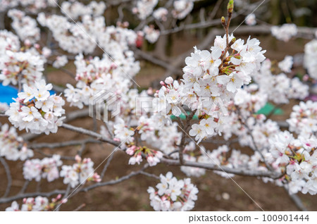 東京澀谷區代代木公園裡盛開的櫻花 東京澀谷區代代木公園裡盛開的櫻花 100901444
