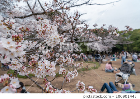 東京澀谷區代代木公園裡盛開的櫻花 東京澀谷區代代木公園裡盛開的櫻花 100901445