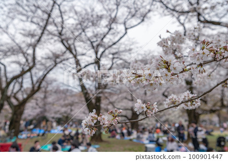 東京澀谷區代代木公園裡盛開的櫻花 100901447
