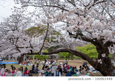 東京澀谷區代代木公園裡盛開的櫻花 東京澀谷區代代木公園裡盛開的櫻花 100901449