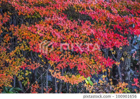 秋葉變紅了 秋葉變紅了 100901656