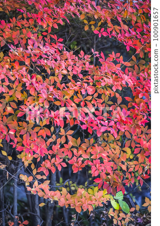 秋葉變紅了 秋葉變紅了 100901657