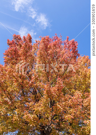 藍天和紅楓樹 藍天和紅楓樹 100901659