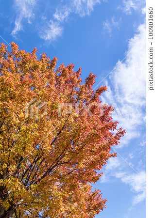 藍天白雲和紅楓樹 100901660