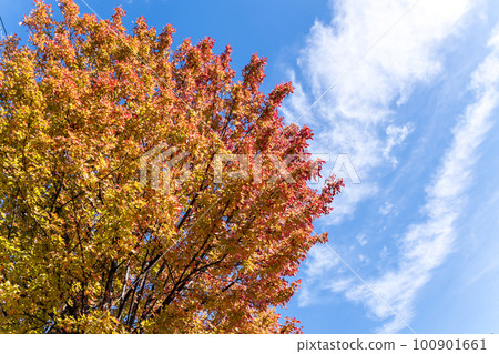 藍天白雲和紅楓樹 藍天白雲和紅楓樹 100901661