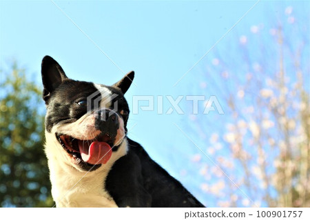 波士頓梗mighty君,在藍天下微笑著注視著粉色的花朵和綠色的葉子♡ 波士頓梗mighty君,在藍天下微笑著注視著粉色的花朵和綠色的葉子♡ 100901757