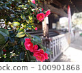 山茶花和稻荷神社 100901868
