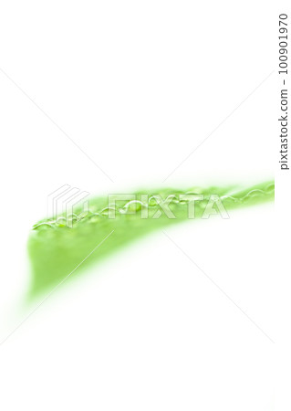 bright leaf with water droplets bright leaf with water droplets 100901970