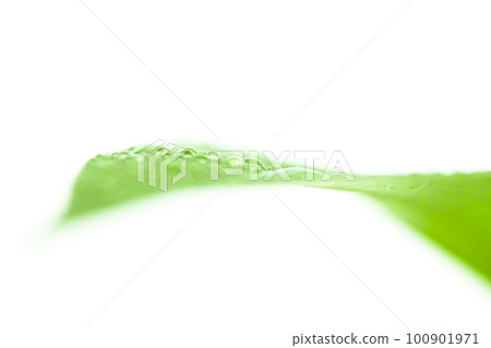 有水滴的明亮的葉子 有水滴的明亮的葉子 100901971
