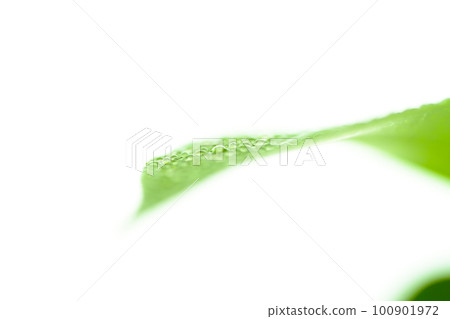 bright leaf with water droplets bright leaf with water droplets 100901972