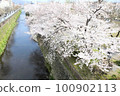 河邊櫻花盛開 100902113