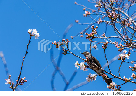 2023 Spring in downtown Nara Bulbuls look up at the sky after drinking nectar from cherry blossoms 2023 Spring in downtown Nara Bulbuls look up at the sky after drinking nectar from cherry blossoms 100902229