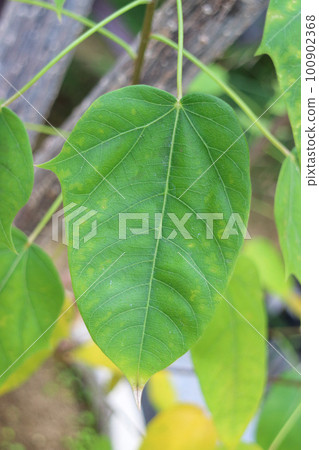 Nanyouzakura leaves 100902368