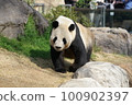 熊貓在上野動物園的圍欄裡散步 100902397