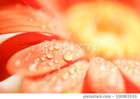 明亮多彩的橙色大丁草花瓣，帶水滴，適合夏季圖像 100902630