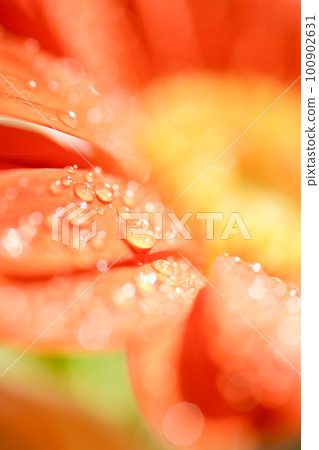 明亮多彩的橙色大丁草花瓣，帶水滴，適合夏季圖像 100902631