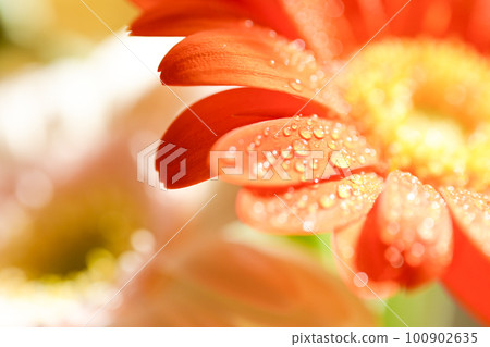 Bright colorful orange gerbera petals with water drops for summer image 100902635