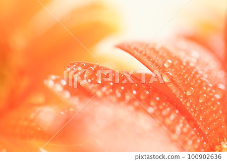 明亮多彩的橙色大丁草花瓣，帶水滴，適合夏季圖像 100902636