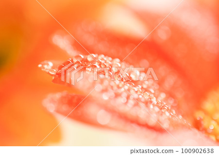 Bright colorful orange gerbera petals with water drops for summer image 100902638