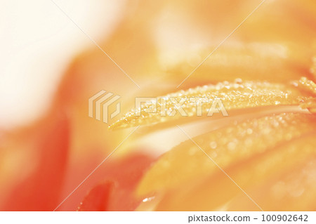 Bright colorful orange gerbera petals with water drops for summer image 100902642