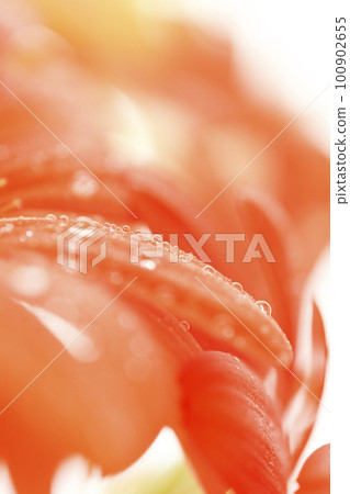 Bright colorful orange gerbera petals with water drops for summer image 100902655