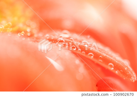 Bright colorful orange gerbera petals with water drops for summer image Bright colorful orange gerbera petals with water drops for summer image 100902670