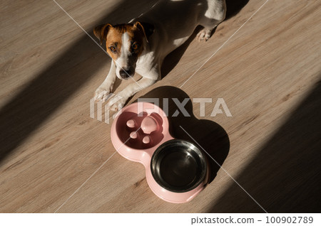 A double bowl for slow feeding and a bowl of water for the dog. Top view of a jack russell terrier dog near a pink plate with dry food on a wooden floor. A double bowl for slow feeding and a bowl of water for the dog. Top view of a jack russell terrier dog near a pink plate with dry food on a wooden floor. 100902789