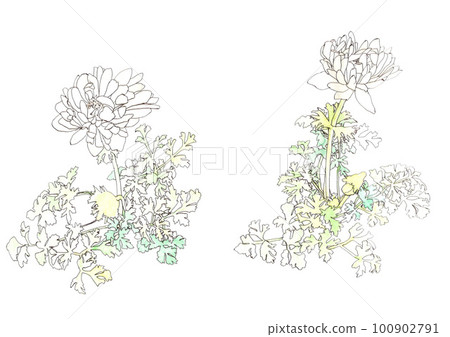 銀蓮花屬例證 100902791