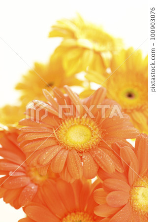 Orange gerbera flower with summery bright water droplets on white background 100903076