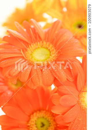 Orange gerbera flower with summery bright water droplets on white background 100903079