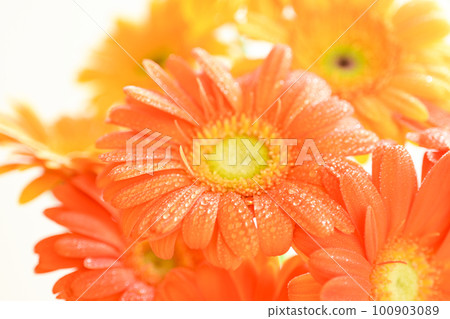 Orange gerbera flower with summery bright water droplets on white background 100903089