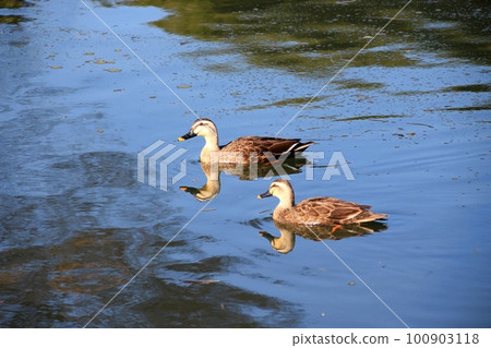 Swimming in a pond 100903118