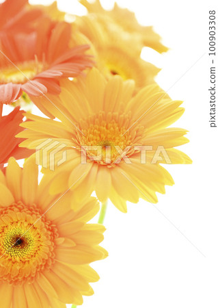 Bright and colorful yellow and orange gerbera flowers like the summer sun 100903308
