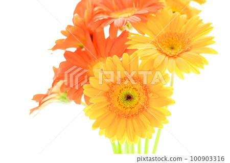 Bright and colorful yellow and orange gerbera flowers like the summer sun 100903316