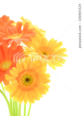 Bright and colorful yellow and orange gerbera flowers like the summer sun 100903324
