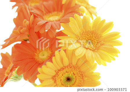 Bright and colorful yellow and orange gerbera flowers like the summer sun 100903371