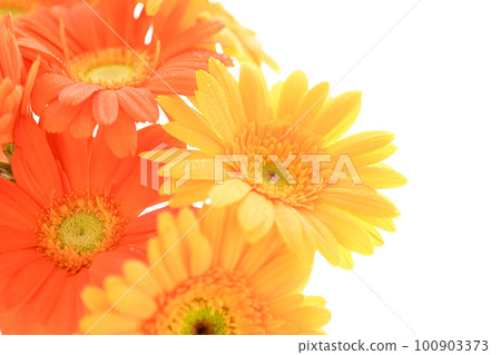 Bright and colorful yellow and orange gerbera flowers like the summer sun 100903373