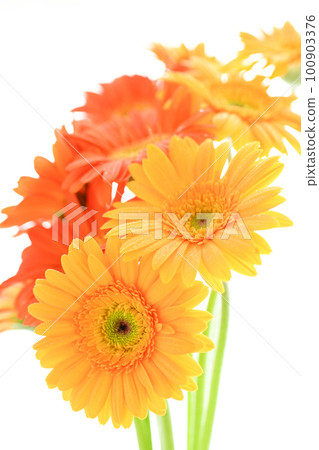 明亮多彩的黃色和橙色非洲菊花，如夏日的陽光 100903376