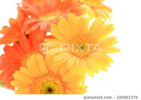 明亮多彩的黃色和橙色非洲菊花,如夏日的陽光 明亮多彩的黃色和橙色非洲菊花,如夏日的陽光 100903379